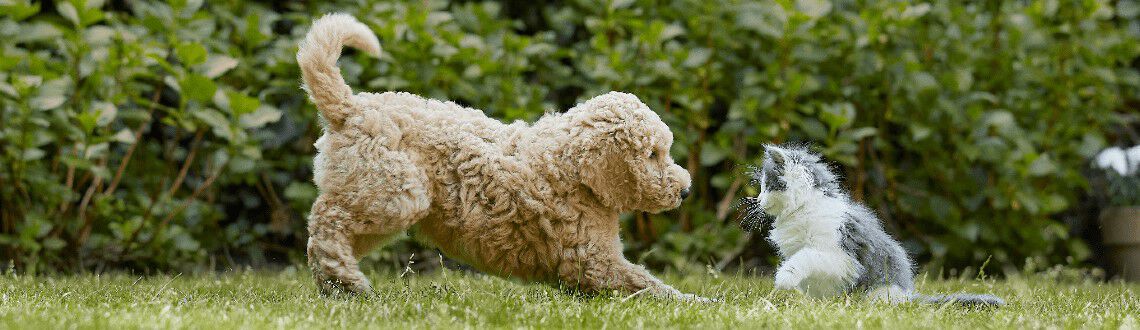 Een hond en andere huisdieren Een hond en andere huisdieren